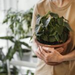 woman-holding-pot-de-plantes-d-interieur