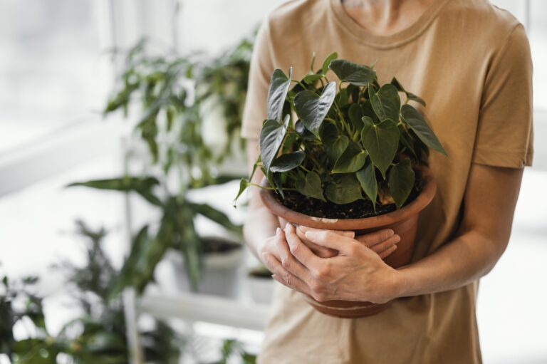 woman-holding-pot-de-plantes-d-interieur